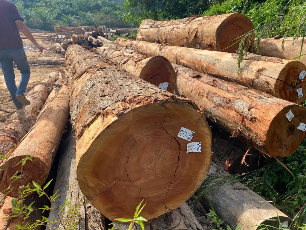 Cenggal Wood Natural Red Color Wood From Malaysia