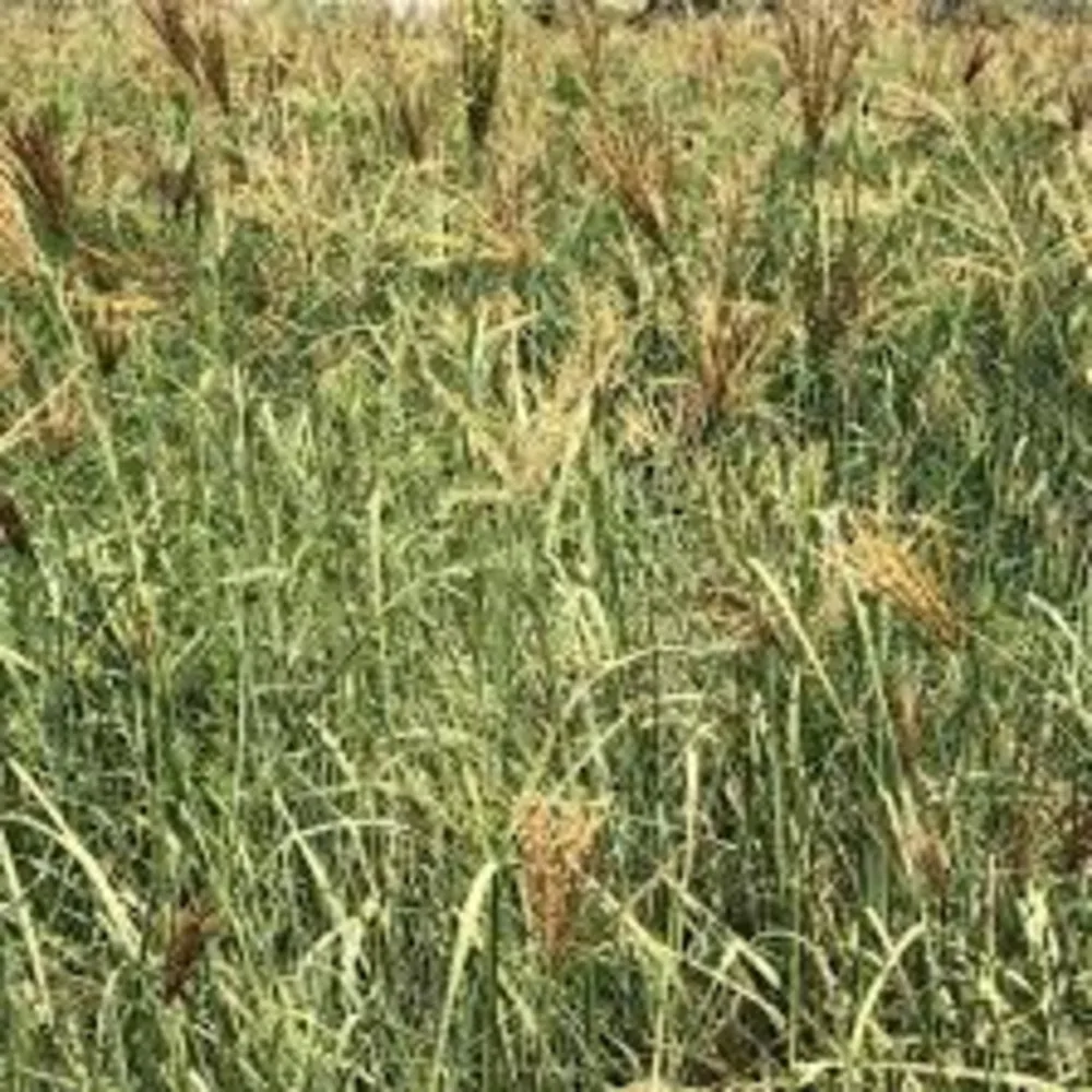 Корм для животных Премиум Родос Трава сена тюки/импорт экспорта по всему миру доставка