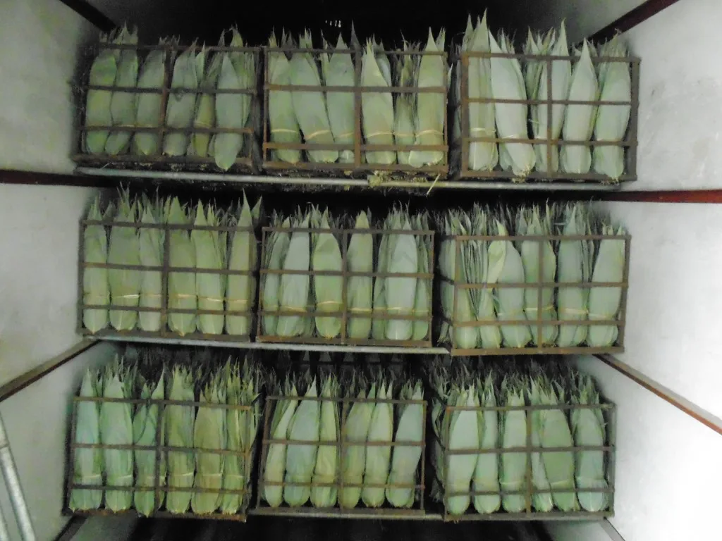 fresh and dry big size bamboo leaves for export CALL +84984418844