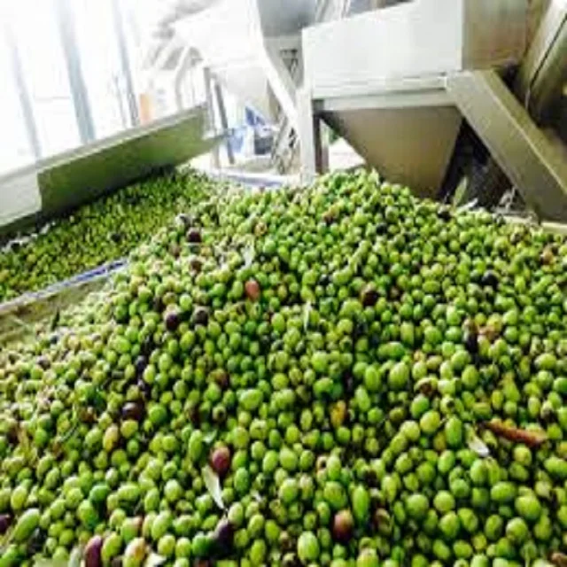 
 Оптовая продажа, свежие оливки хорошего качества, черные/коричневые/красные/зеленые оливки  