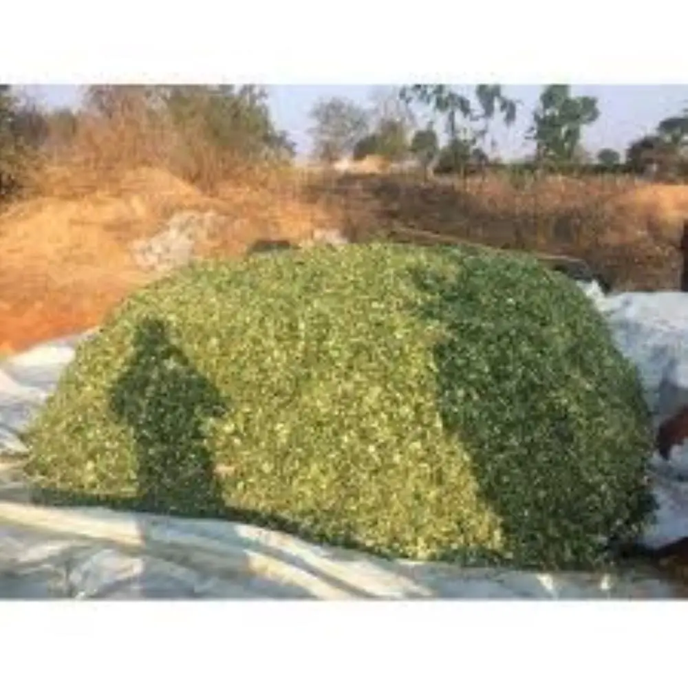 Лучшая оптовая продажа силажа кукурузы из Пакистана