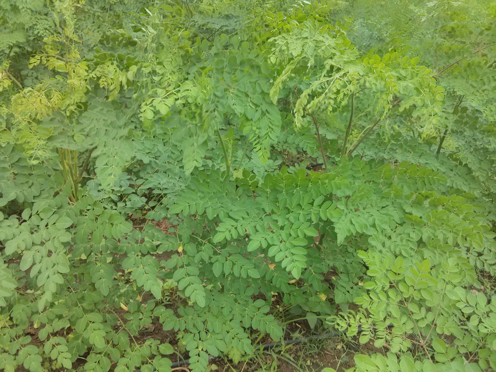 
Wholesale Moringa Oleifera Seed capsules 100 % Pure Best Quality 