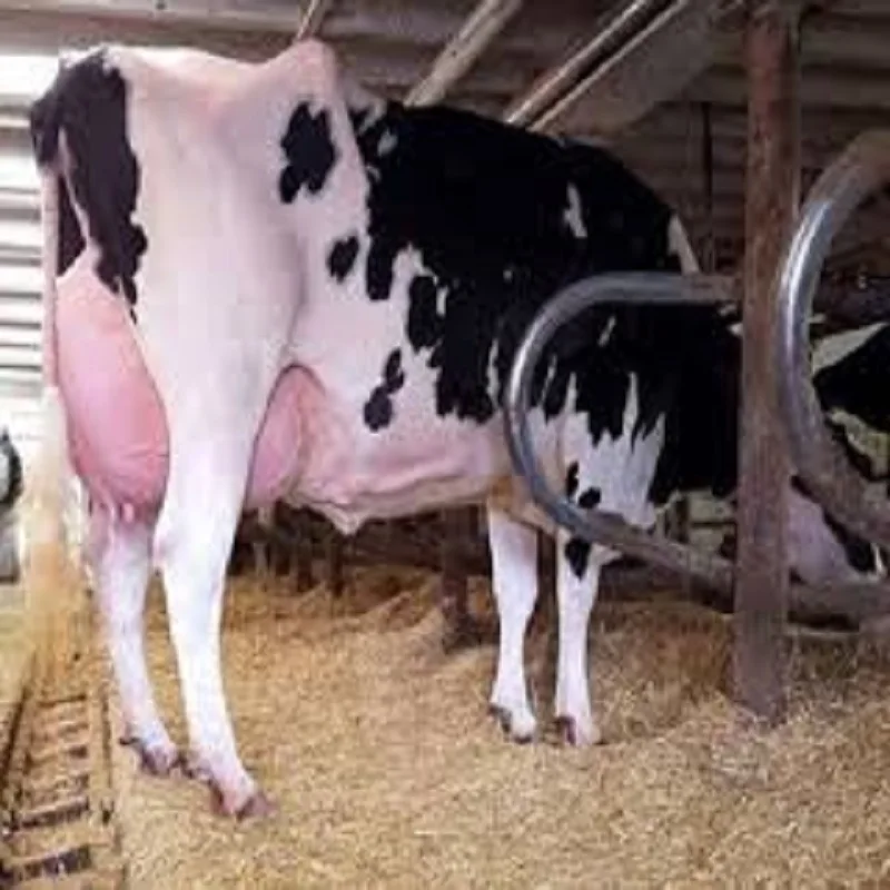 
Pregnant Holstein Heifer Cattles Available . 
