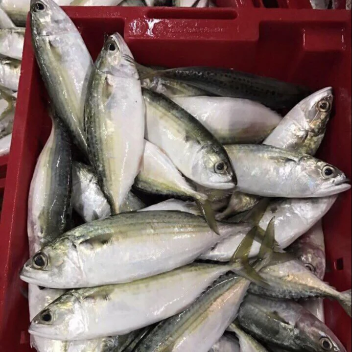 Quality Frozen Atlantic Mackerel For Sale