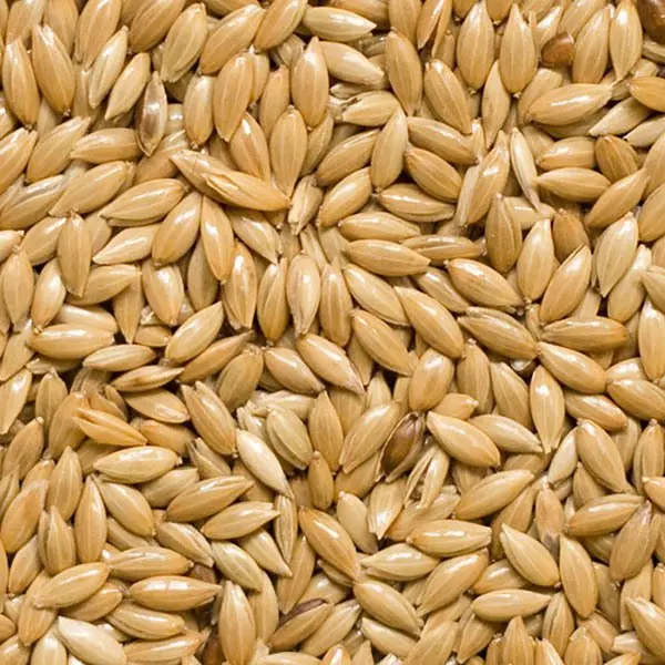 Hot Sale Canary Seeds (alpiste)