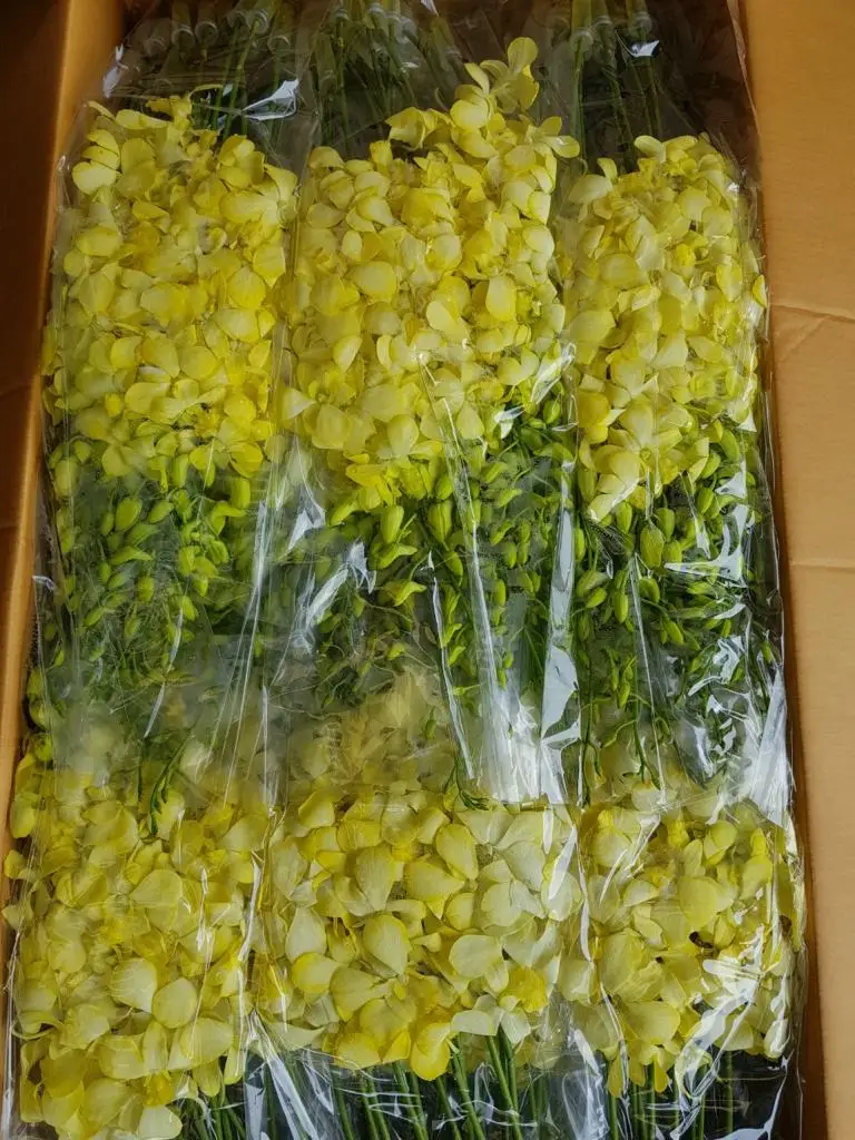 
White Dendrobium Orchid 