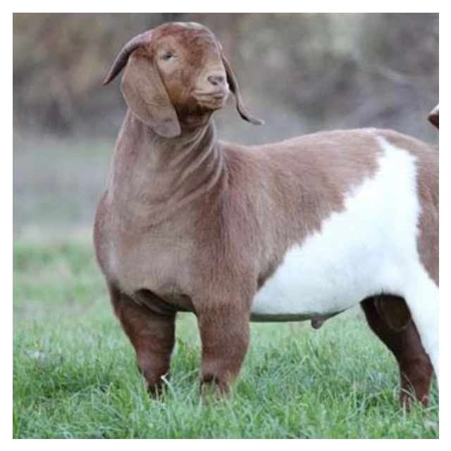 
Top Best Quality Prices 100% Full Blood Live Boer Goats Quality South Africa Live Pure Breed Boer Goat 