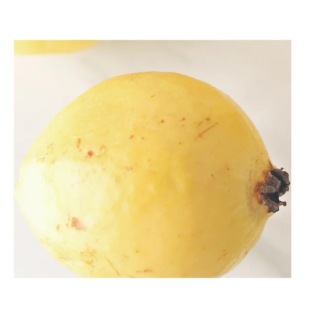 High Quality Organic Guava Fruit In Reasonable Prices