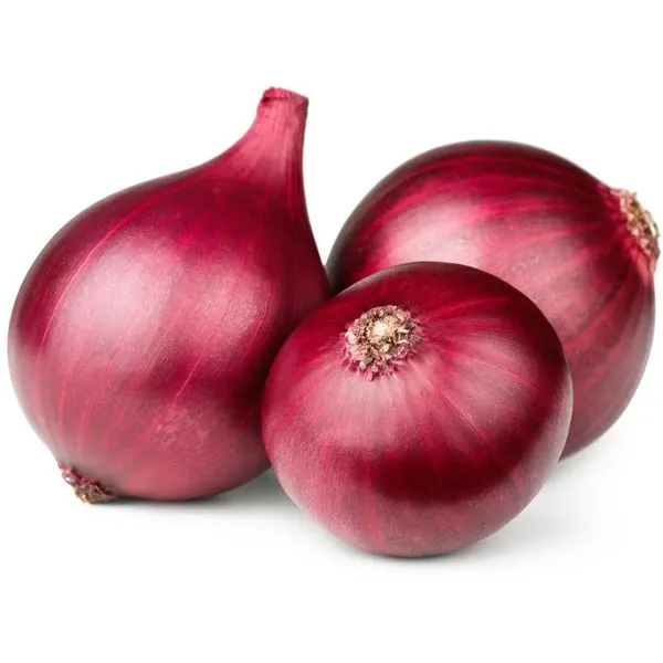 Organic and fresh onion seeds red for wholesale from India