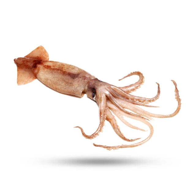 Natural Fresh Seafood Dried Baby Cuttlefish