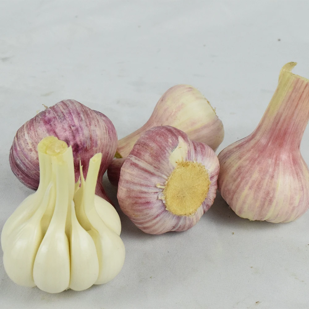Wholesale Chinese new crop white fresh garlic price | New Arrival Fresh Garlic