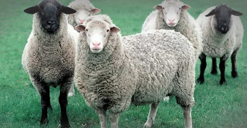 Moghani Sheep,cow,camel,sheep,goat,ox,bull