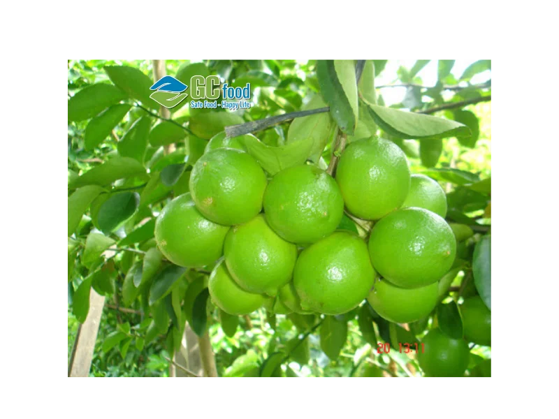 Viet Nam Fresh Seedless Lemon - Organic Fresh Lemon - Lemon Squeezer - Citrus Lime fruit Vietnam Healthy Nutritious Fresh