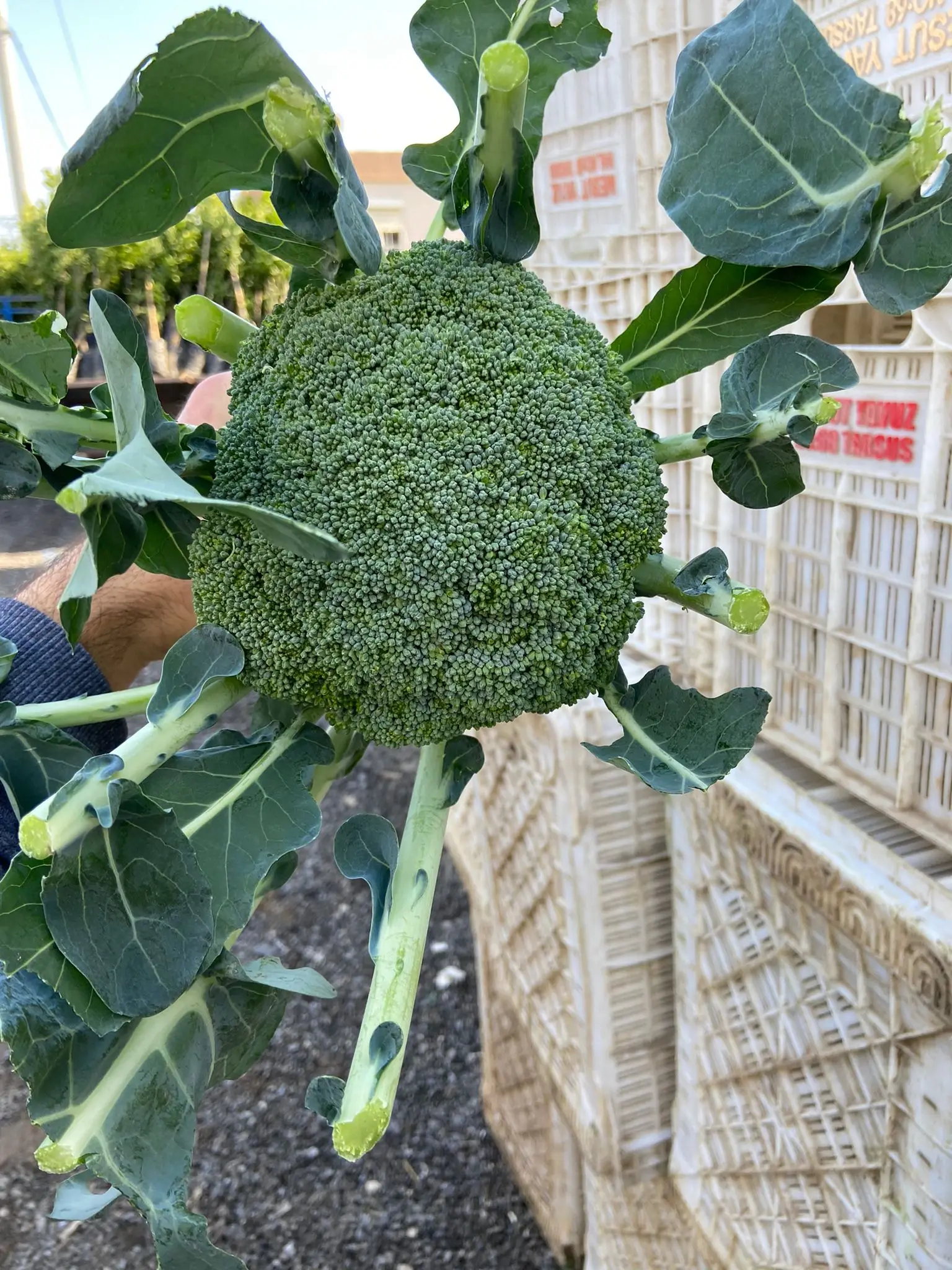 Fresh Broccoli FROM TURKEY New Crop 2021 Wholesale