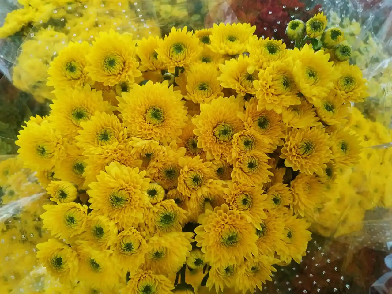 Fresh Red Chrysanthemums From India