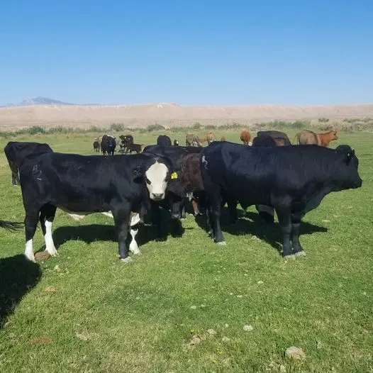 
Pregnant Beefalo Cattles Heifers Bulls and Calfs 