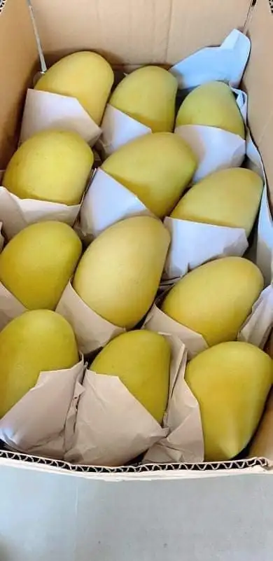 
Grade 1 Rich in Vitamins 10 -15 cm Per Piece Organic Fresh Mango With Color Green of Purple 