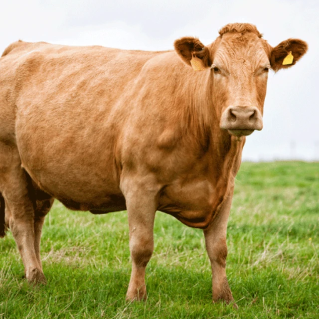 
Hot Sales Simmental Cattle / Live Pregnant Friesian Holstein Heifers Cow / Simmental Bull Cattle. 