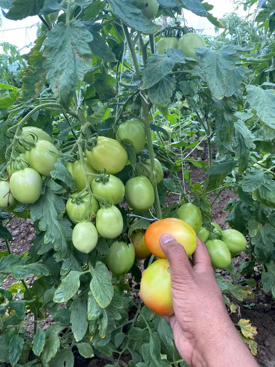  Гибридные семена томатов 3030 для посева квадратного круглого пакета 10 г Африки