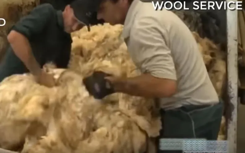 SHEEP WOOL