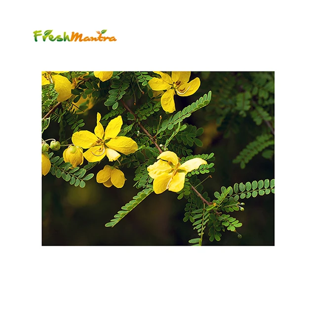 100% Natural Dried Leaves Made Caffeine Free Senna Tea Laxative Alexandrian Senna Tea Bag Cut For Weight Loss By FRESH MANTRA