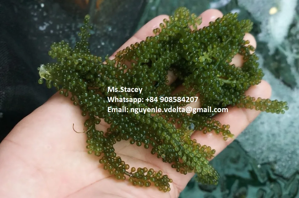 Lato Sea Grapes - Dehydrated Sea Grapes - Caulerpa lentillifera- Sea Grapes to Canada/US/UK market