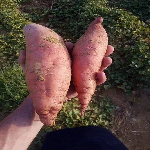 
fresh Egyptian sweet potato 