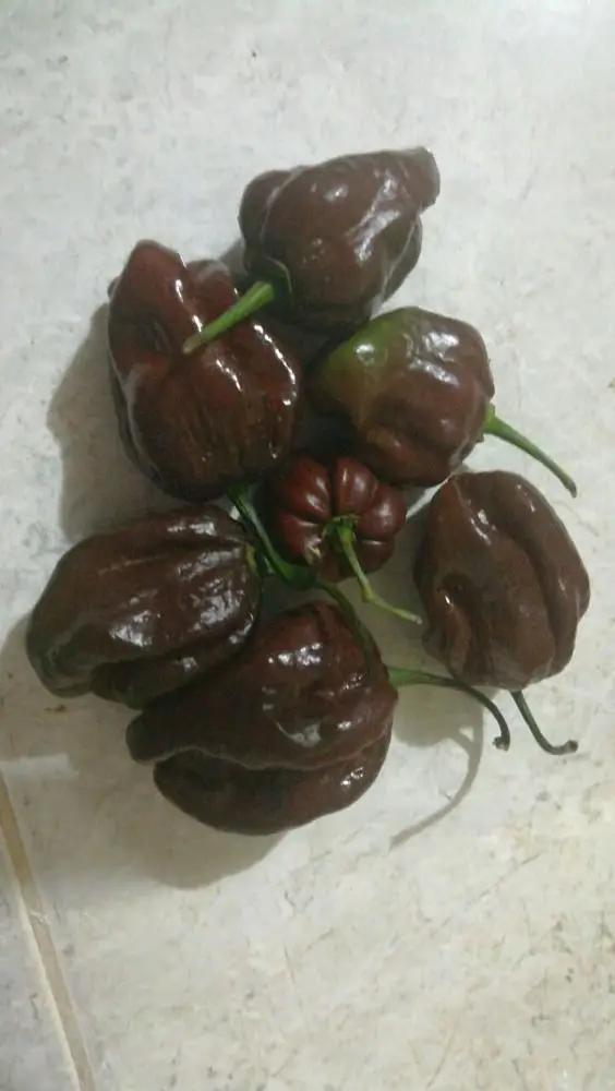 
High Quality Fresh Hot Pepper Chilli Purple Habanero 