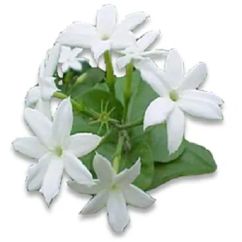 Beautiful  Jasmine fresh cut flowers  for wholesale