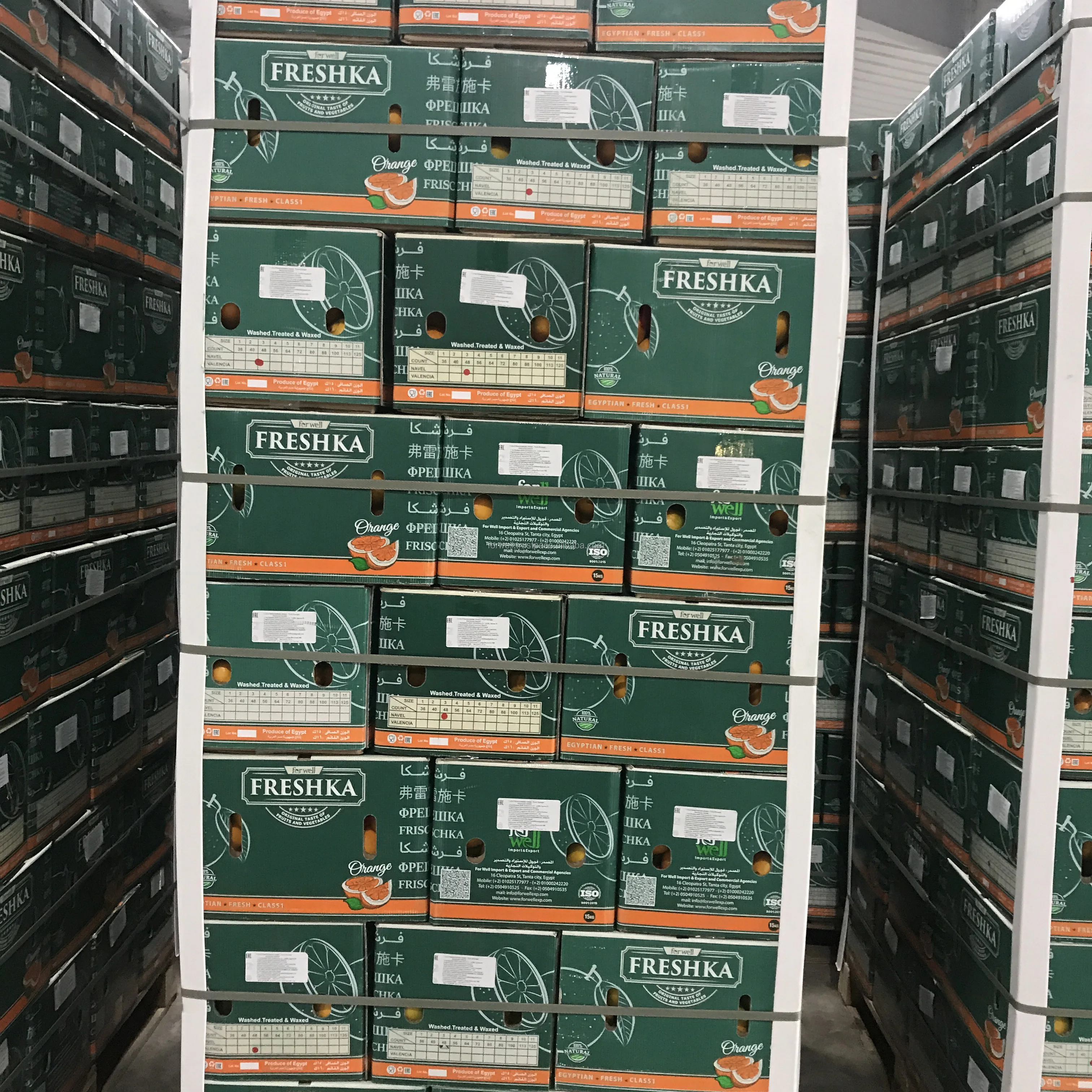 buy online fresh orange with low cost from Egypt