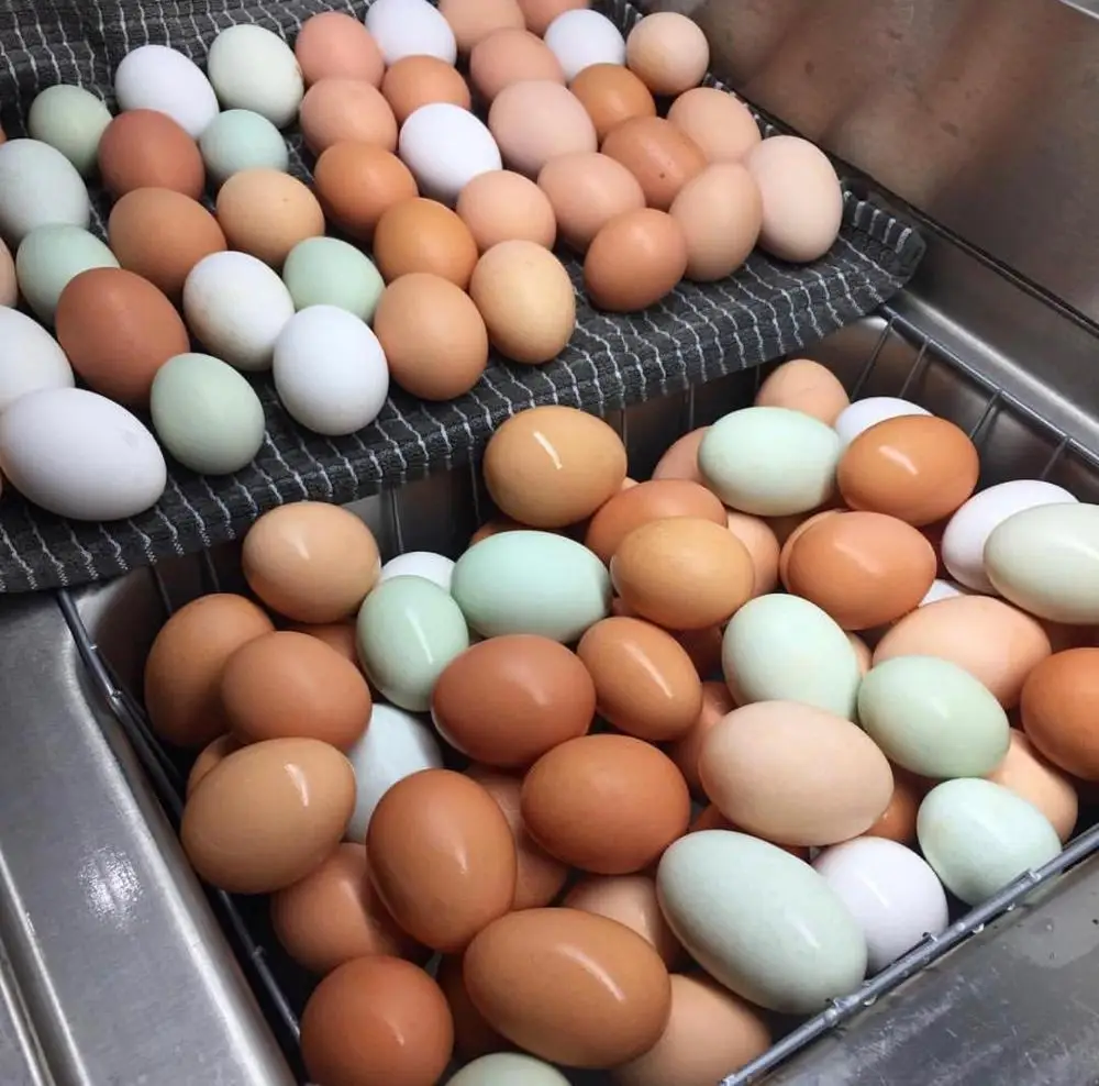 Свежие коричнево-белые настольные яйца/свежие куриные яйца Распродажа по лучшей