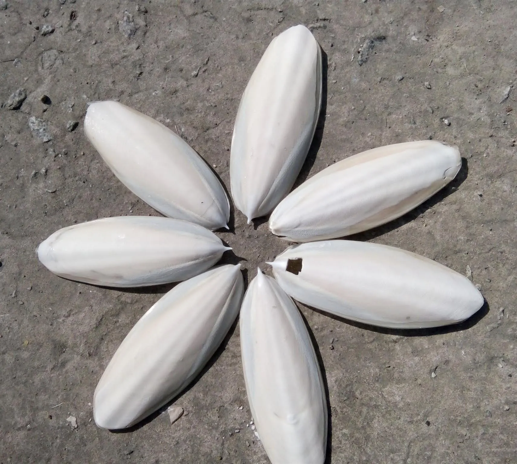 100% Natural Cuttlefish Cuttle Fish Bone Parrotts Birds feed EU Approval Number  (WS: 0084987731263)