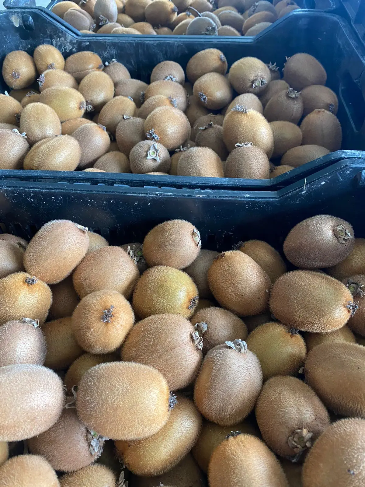 Hayward Kiwi origin Greece all sizes available