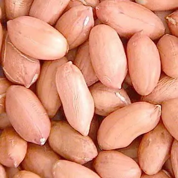 Red peanut blanched kernels Bold PeanutsBlanched Peanuts Java Peanuts/ Raw Kernel / Peanut in