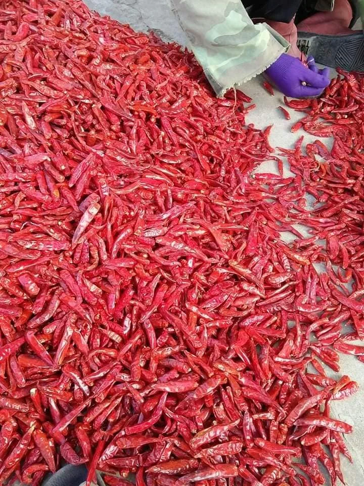 chili dried 80.jpg
