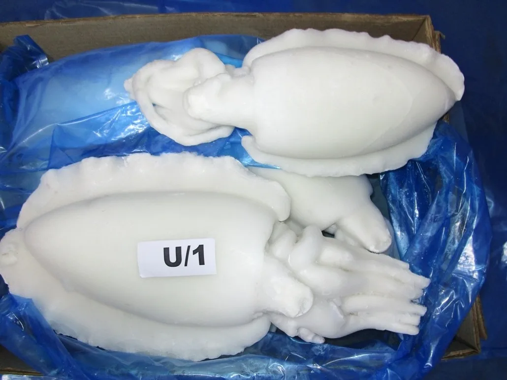 Frozen Individual quick frozen Cuttlefish whole cleaned from India