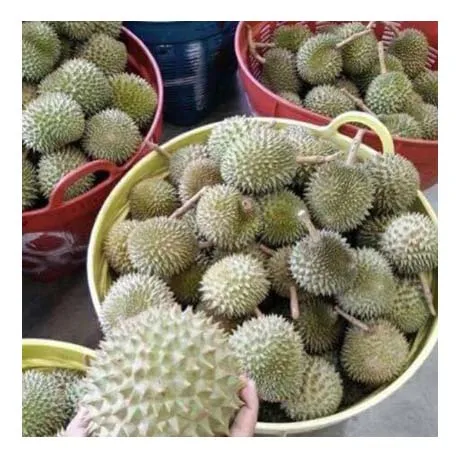 BQF and IQF frozen durian Vietnam for wholesales