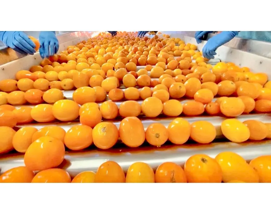 Private Label Top Quality Italian Yellow tomato puree in glass 420g