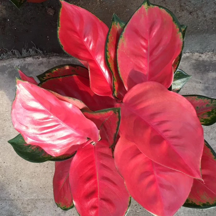 2021 RED RED AGLAONEMA Plant nursery price natural foliage plants for plant