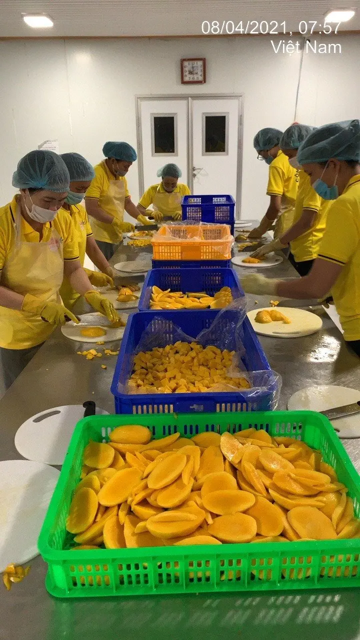 Supplying fresh mango from Vietnam with best price_Vikafoods (+84983028718)