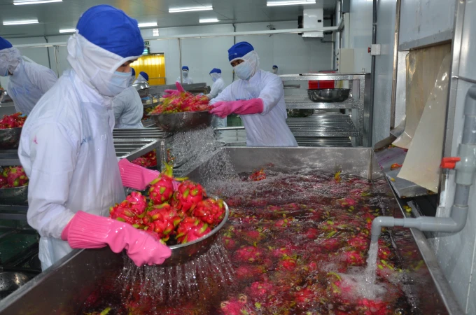 VIETNAM FRESH DRAGON FRUIT GREAT APPEARANCE FOR BUYER WHATSAPP WECHAT VIBER 0084326572671