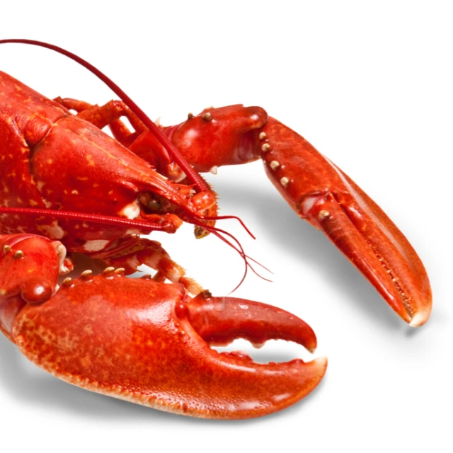 Premium Quality Wholesale Live Lobster 100% Exportable