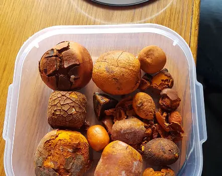 Competitive Prices Natural Pure Bovine/cow/ox Gallstones Exporter