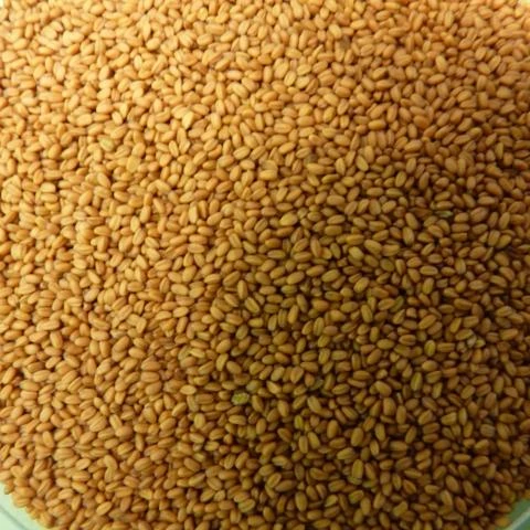 
 Семена камелины на продажу  