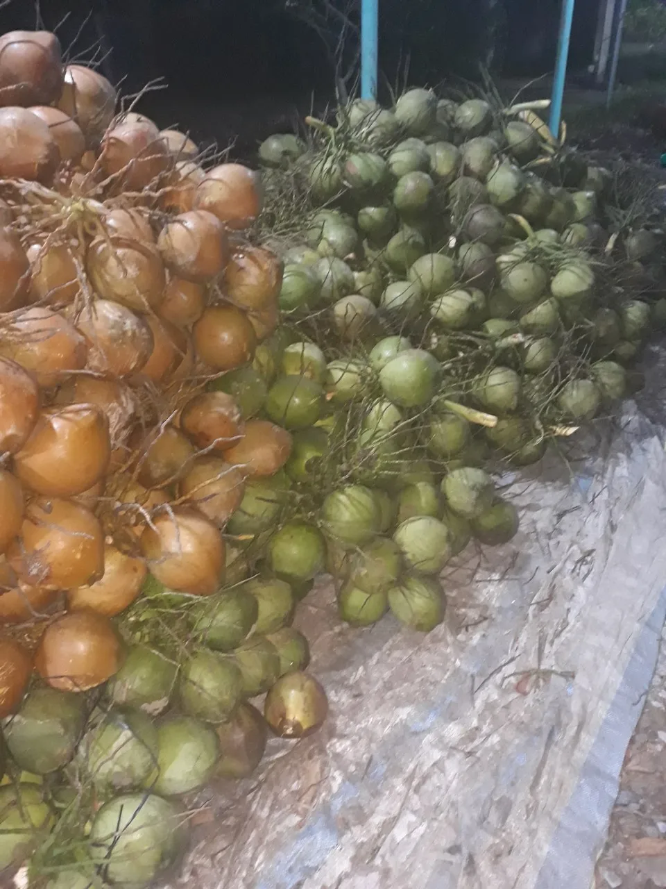 100% Natural Wholesale Coconut / Fresh Matured Coconut whatsapp +84 966208131