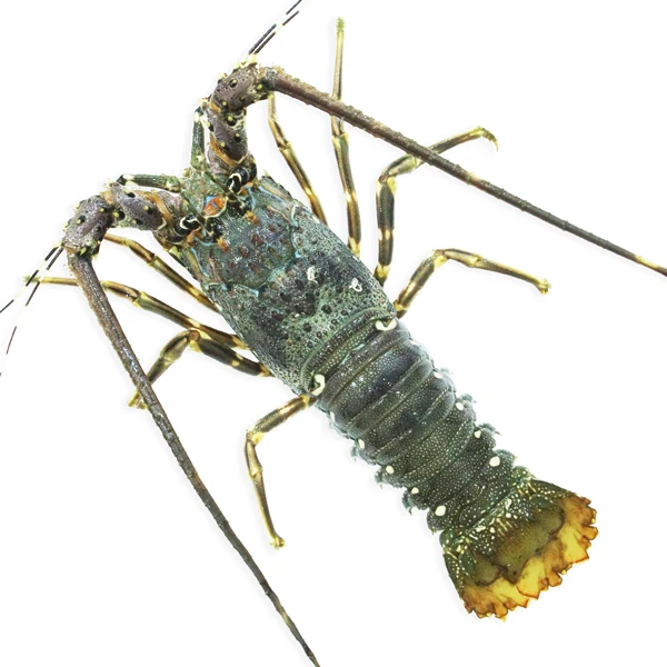 Vietnam Lobster Frozen High Quality/ Holiday 84 845 639 639