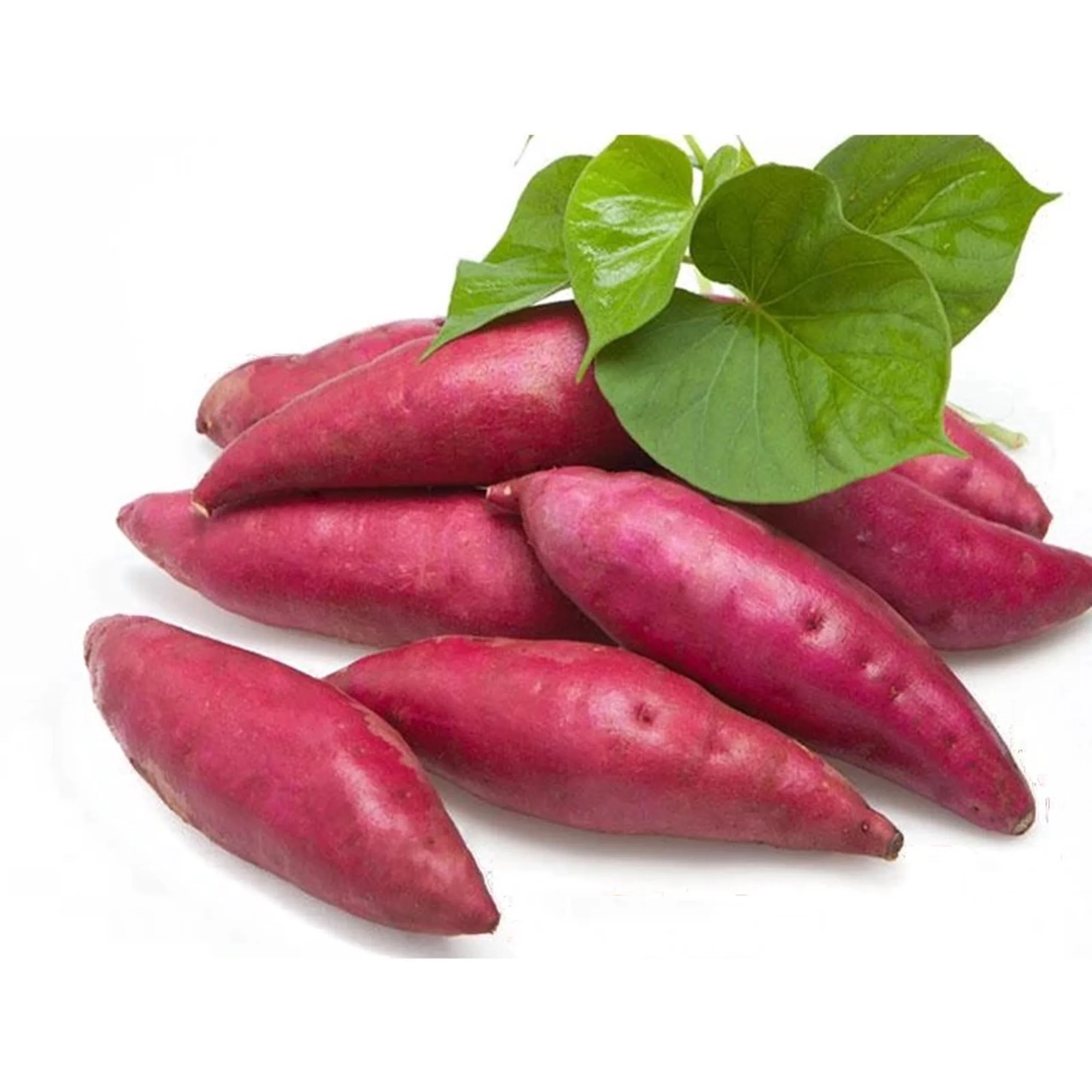 Свежий оптовый вьетнамский сладкий картофель для экспортера