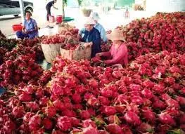 Сладкий потенциальный свежий Дракон фрукт