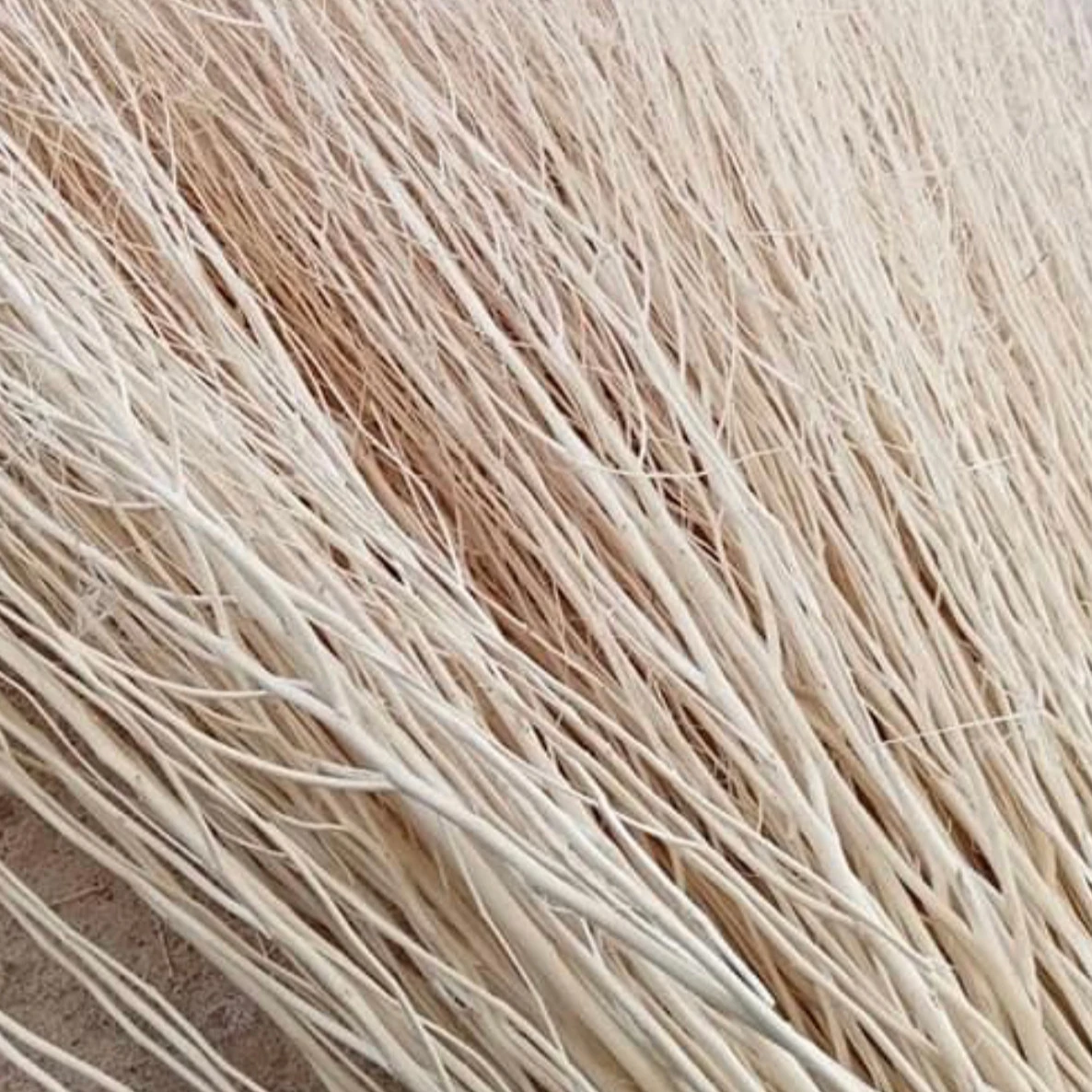 New Dye branch Design From Thailand