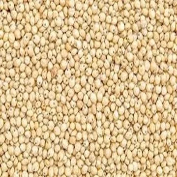 
High Quality Sorghum forsale 
